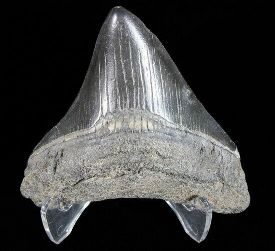 Fossil Megalodon Tooth - Georgia #74197